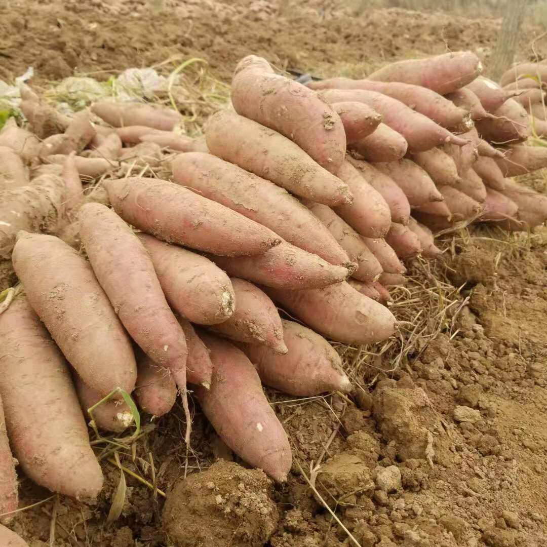 山西板栗红薯新鲜5斤装
