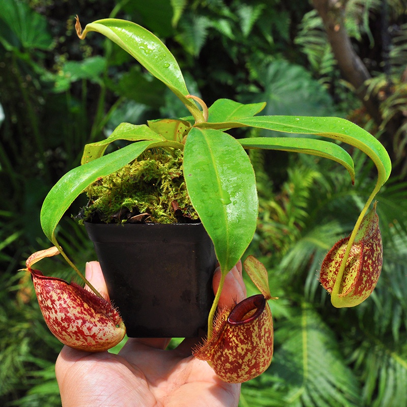 虎克猪笼草食人阳台花卉绿植植观叶诱虫趣味小盆绿植