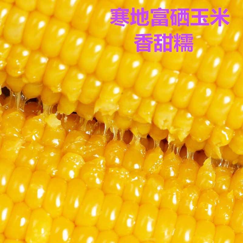 玉米新鲜绿塔金装顺丰包邮糯东北速冻小粒富硒新鲜玉米