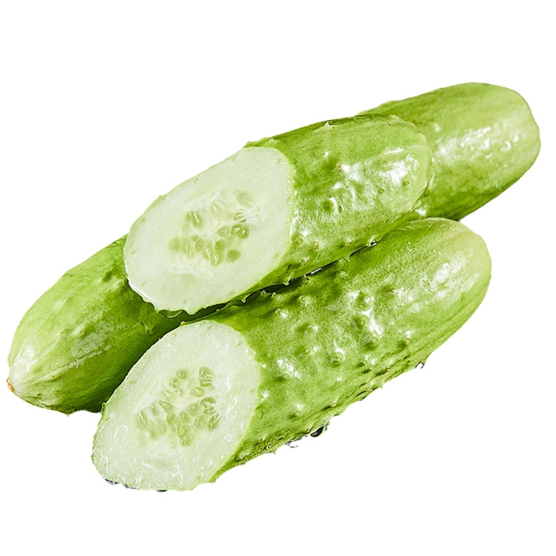 山东海阳白玉水果小黄瓜当季现摘生吃东北旱青黄瓜