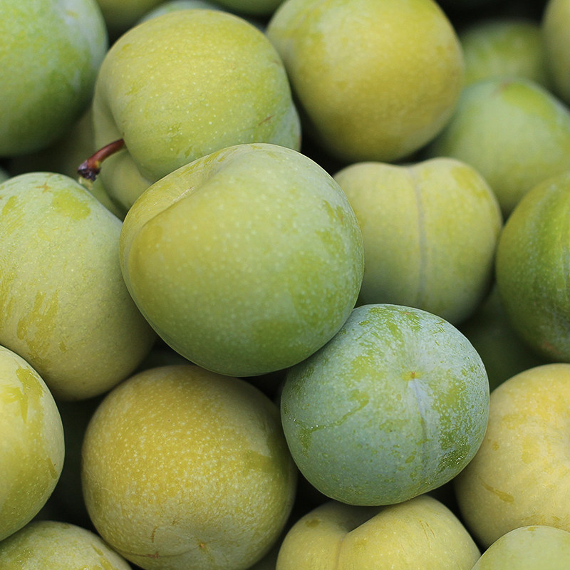 水果现摘5斤孕妇脆李当季包邮新鲜四川应季李子