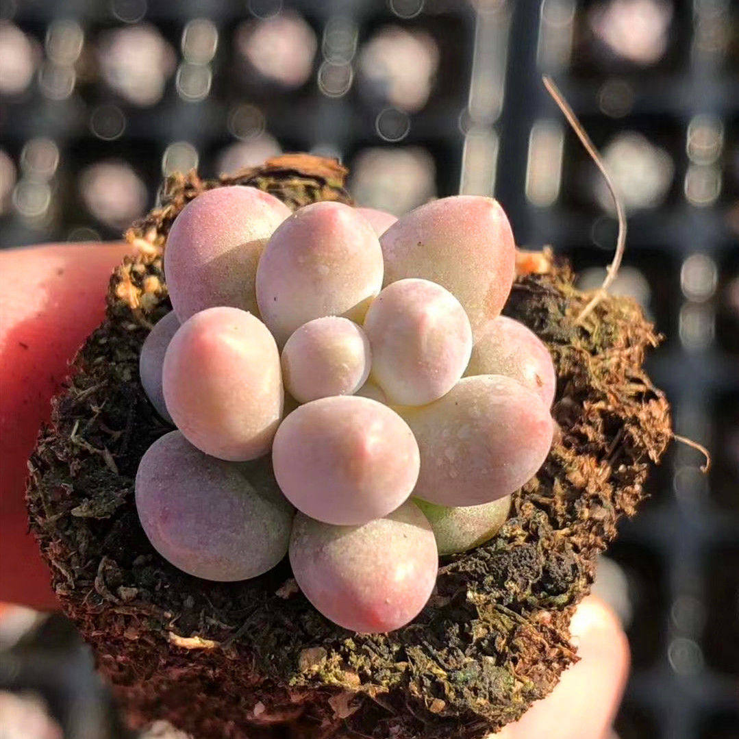 汤圆组合花卉迷你室内办公室办公盆栽肉肉韩国多肉植物