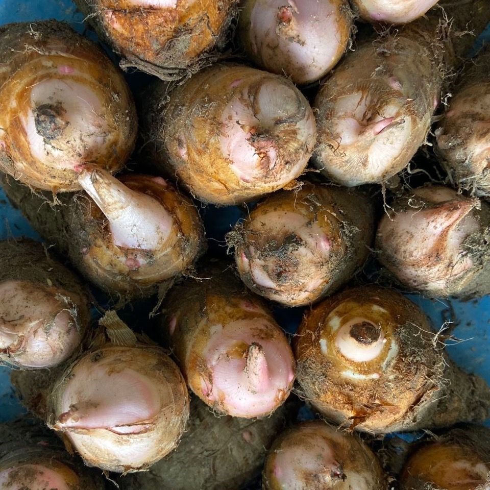 芋头21年新芋头武夷白芽芋牛奶小芋头农家种植现挖包包