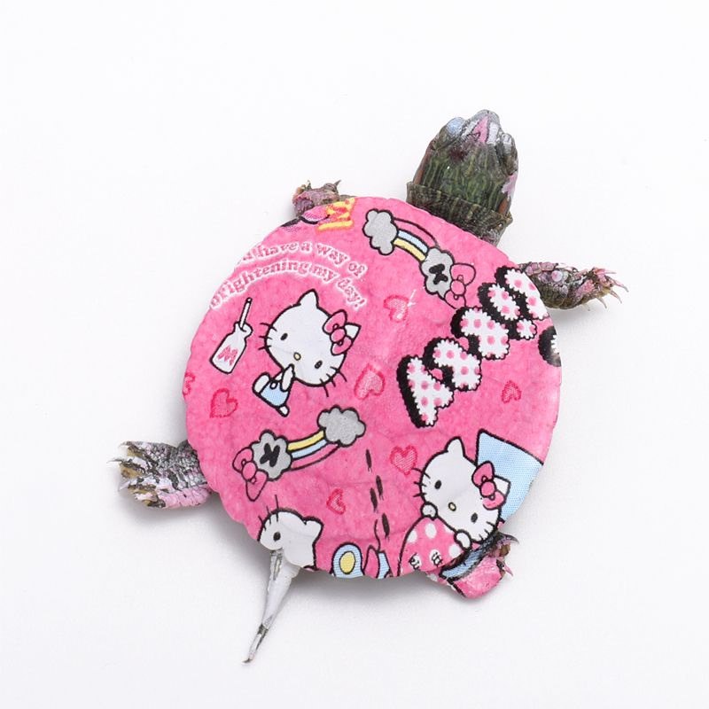 活体七彩小乌龟摆地摊便携抖音彩色幼体浅水宠物龟