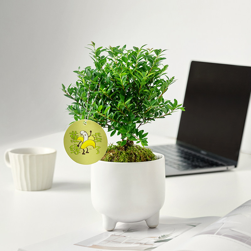 小叶赤楠盆景红杨盆栽老桩花盆迷你造型室内绿植