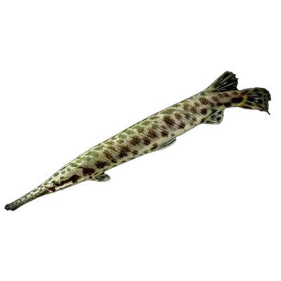 中大型热带鱼观赏鱼福鳄活体鱼尖嘴鳄鱼鳄雀鳝长嘴鳄幽灵火箭鳄鱼