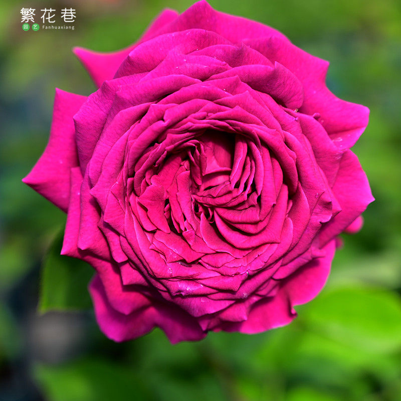 大花浓香灌木月季悠久的约定紫光高杯状盆栽庭院悠久的约束花苗