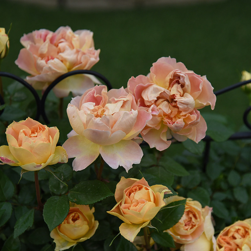 月季南瓜花卉月季花盆中方盆中灯笼大花勤花灌木花卉