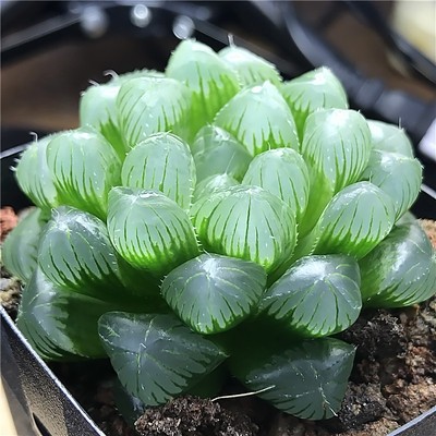 多肉孔水晶植物绿植办公室晶玉漂亮明灯大好超大多肉植物