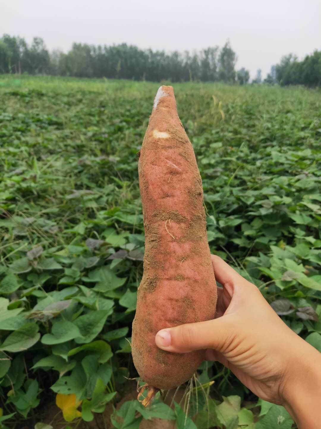 白蜜薯冰糖哈密2019年红薯金奖原生态蜜薯5斤手机保护套