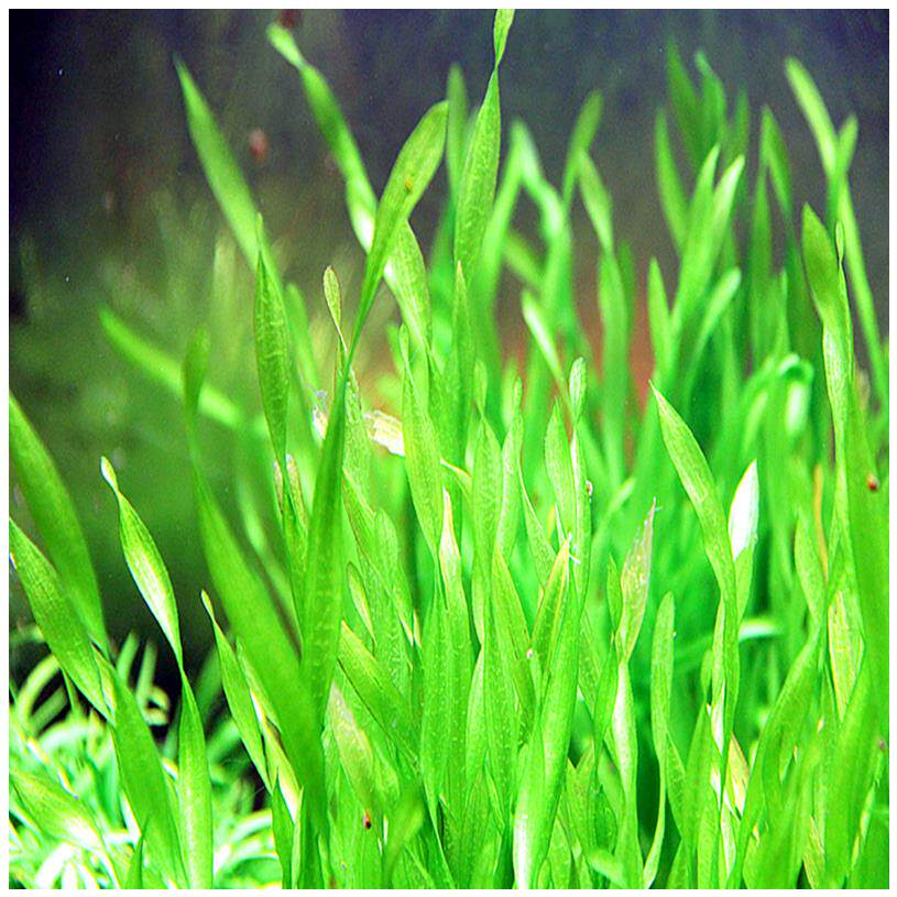 水草鱼缸植物造景无需co2新手阴性纽兰扭兰水草