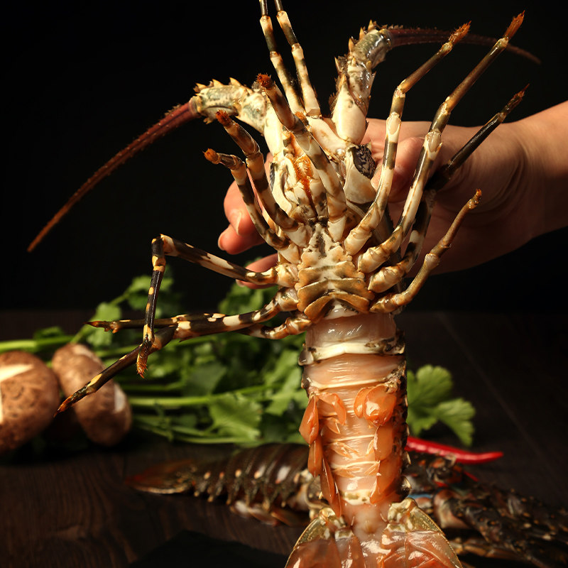 龙虾小青龙团购活冻冷冻青龙龙仔速冻大龙生冻冻虾