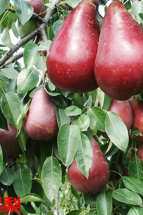 嫁接果树梨树红星红皮盆栽南北方种植果树
