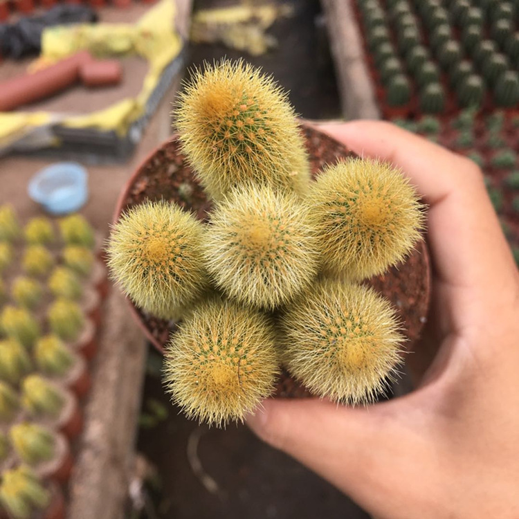 仙人黄金钮黄金条猴尾指开开花仙人掌掌科多肉多肉植物