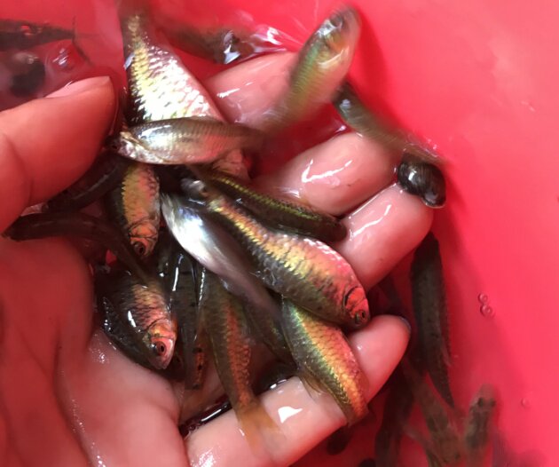 条纹小鲃金色红眼冷水鱼广东省其他省不要n5防损鱼