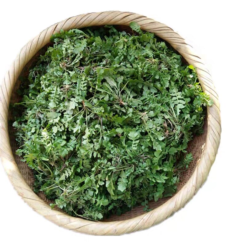 秦岭现挖野生荠菜野菜新鲜包邮荠荠地菜齐饺子荠菜