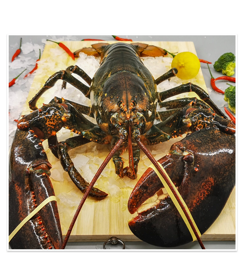 大龙龙虾鲜活波士顿大波波龙新鲜海鲜澳龙澳洲活虾