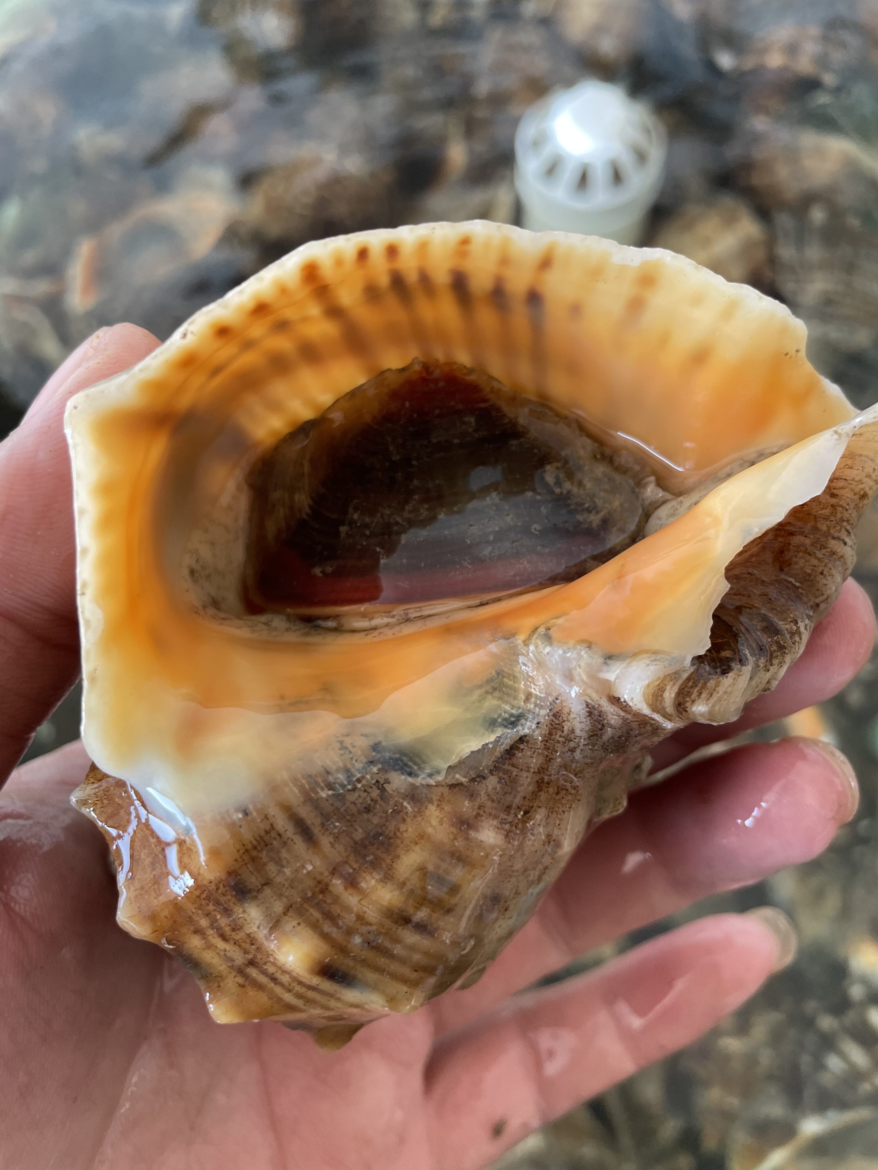 3斤大海海螺鲜活当天捕捞新鲜野生海鲜水产海螺