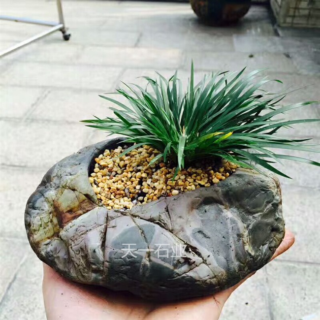 九龙壁花盆石头天然华安菖蒲植物多肉鹅卵石复古花盆