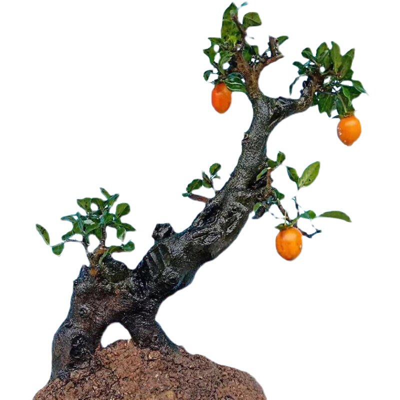 带果弹子金弹子四川盆栽老桩怪根疙瘩桩母原生绿植