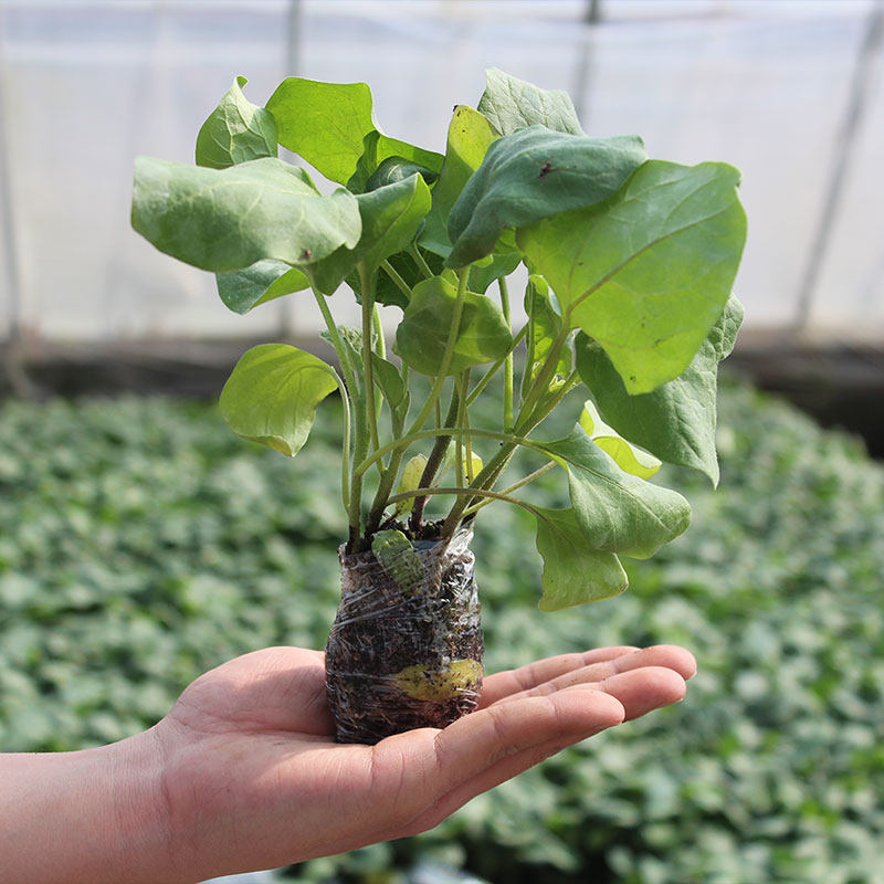 茄子苗嫁接长茄圆茄苗广东蔬菜菜苗食用室内家庭园艺种子