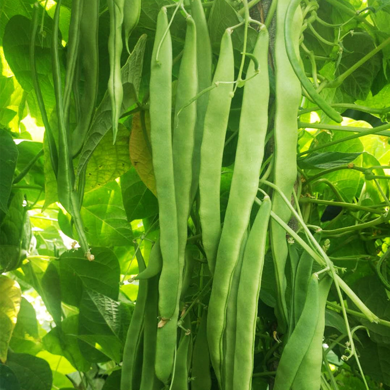 宽扁四季豆窄条三扁芸豆种子宽芸豆油豆角架豆蔬菜种子
