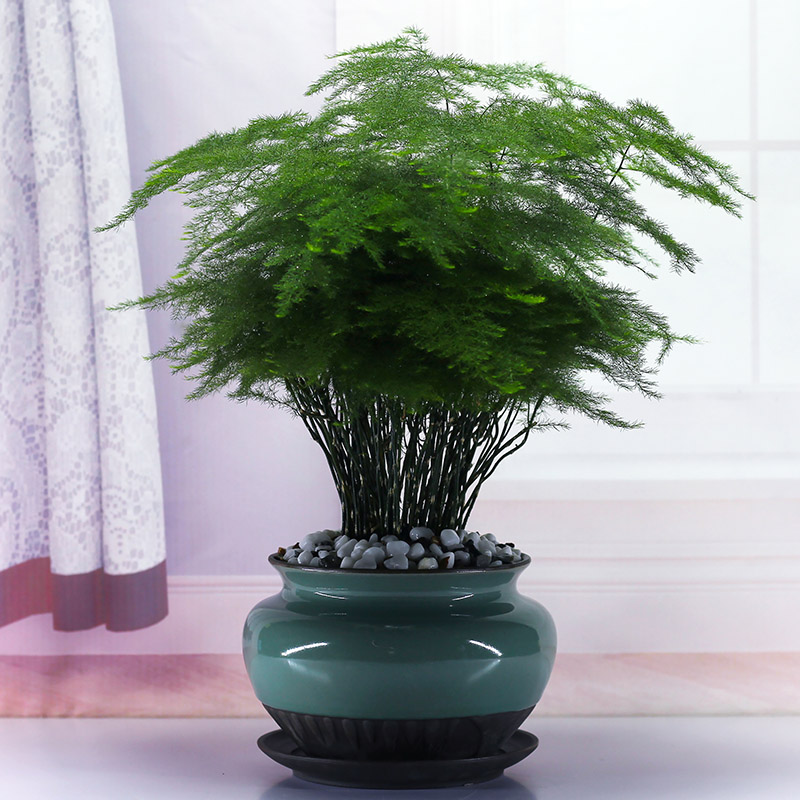 文竹盆景植物室内甲醛卧室书房净化空气绿植花卉绿植