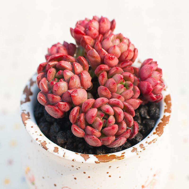 3盆室内九轮防辐射盆栽花卉九龙塔新手镇卷属十二多肉植物