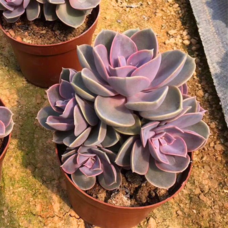 3盆室内九轮防辐射盆栽花卉九龙塔新手镇卷属十二多肉植物