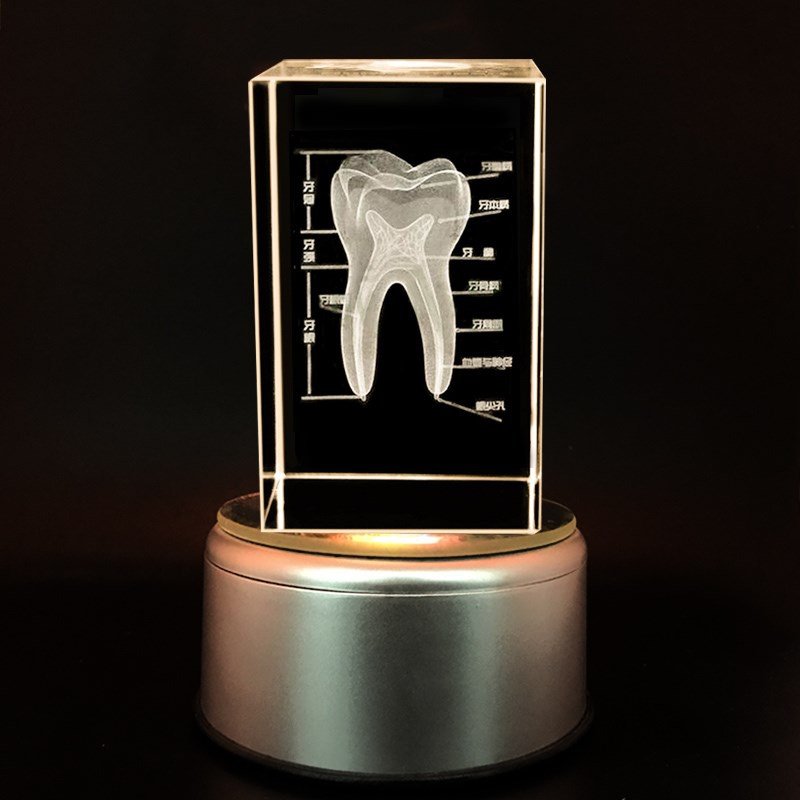 牙科内雕口腔炫彩工艺品装饰品模型牙齿摆件礼品摆件