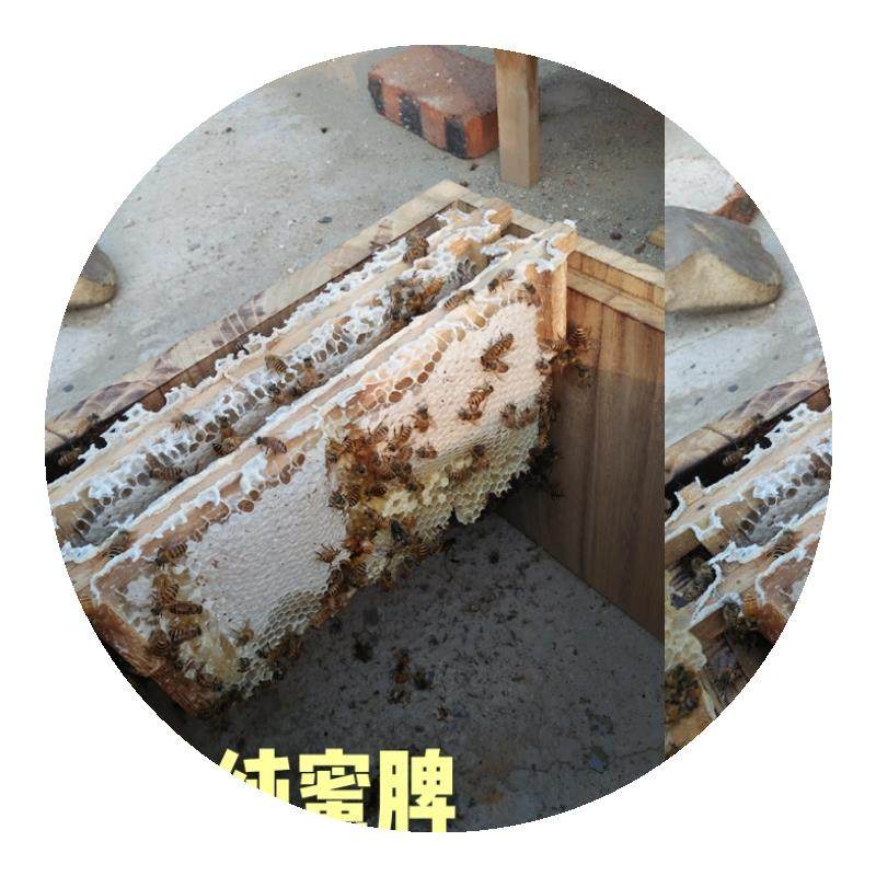 高端蜜蜂箱活框土养高窄箱子蜂巢蜂蜡梧桐木成品自带蜂路中蜂养蜂