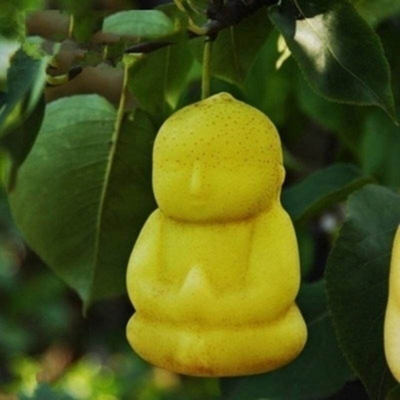 人参果树苗人形仙人果七七彩仙女长寿盆栽一年果树