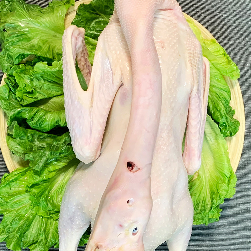 农家净重鹅现笨老东北新鲜散养冷冻活体白鹅鹅肉
