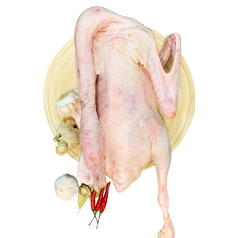 农家新鲜鹅现笨老东北冷冻活体白鹅大白鹅肉鹅肉