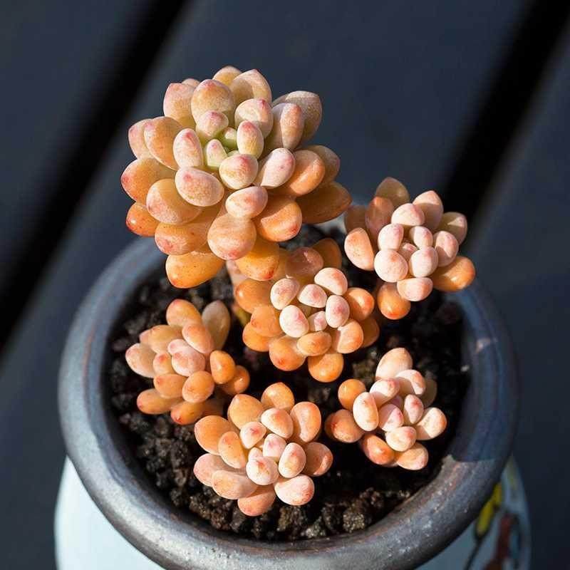 粉豆群生绿豆多肉植物新手办公室超萌肉肉四季多肉植物