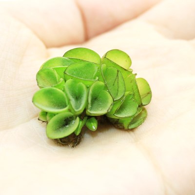 肚兜浮萍芝麻萍水水芙蓉兔耳鱼缸造景水生植物水草