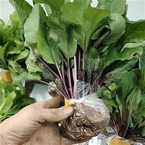 菜苔苗子红菜幼苗秧苗红油菜苗紫菜阳台盆栽绿植