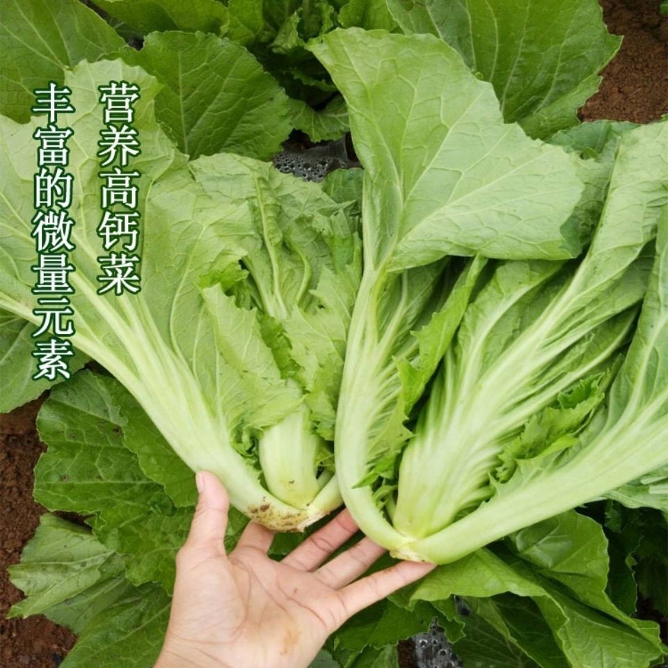 广西青菜品种图片