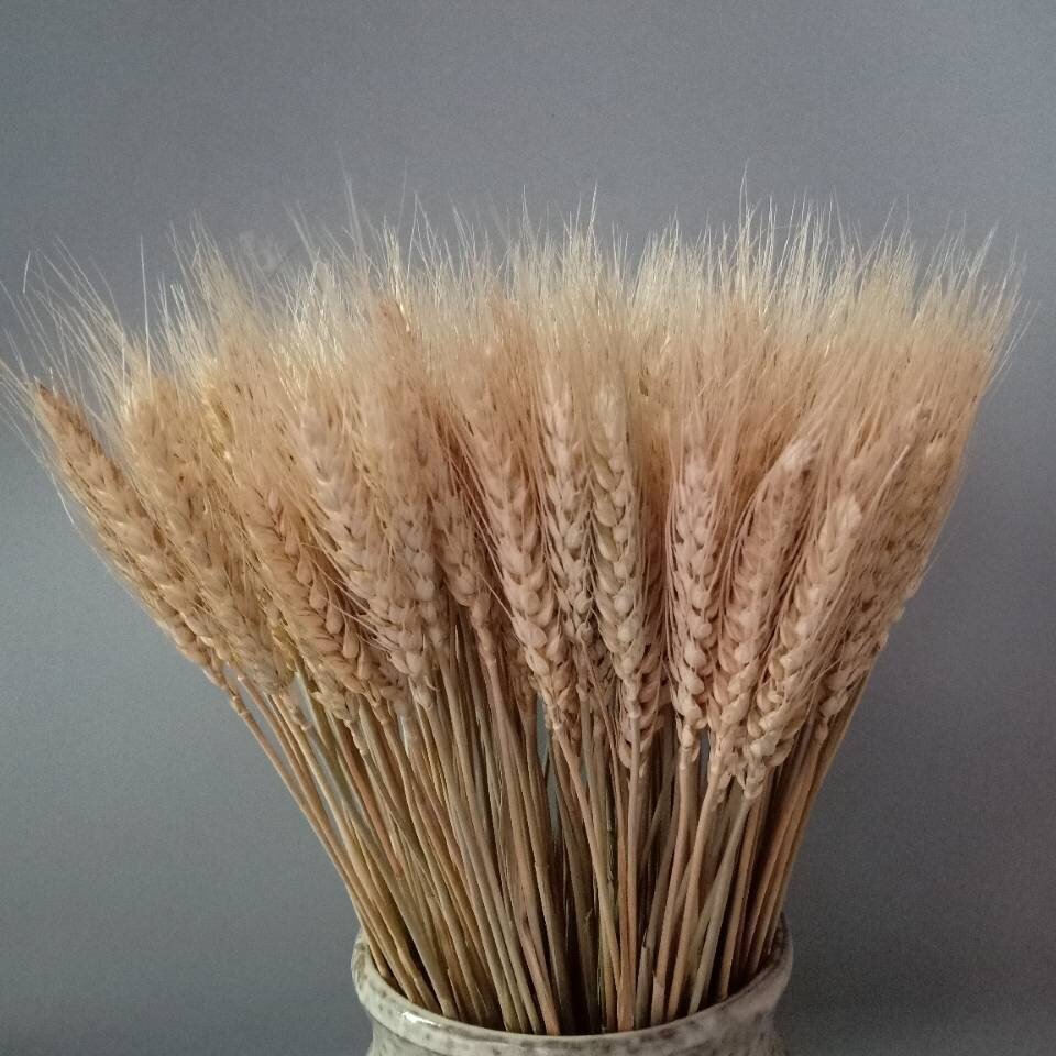 麦穗干花花束开业黄色客厅田园装饰摆件摄影干花