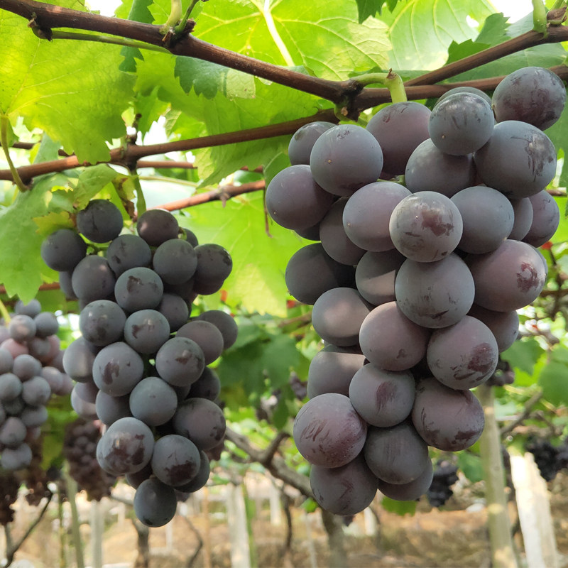 现摘福安象环巨峰葡萄9斤装冷链运输坏果包赔葡萄