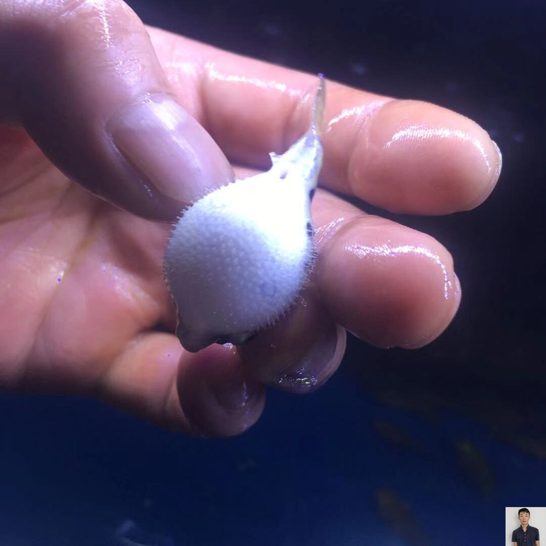 巧克力娃娃观赏鱼斑马狗头河豚草缸吃螺气泡生气鱼