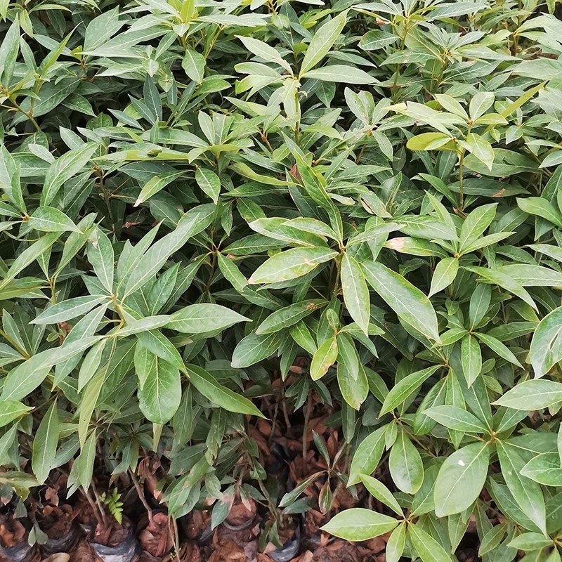 金丝楠木小叶桢楠树苗珍稀树种名贵木材庭院家庭园艺肥料