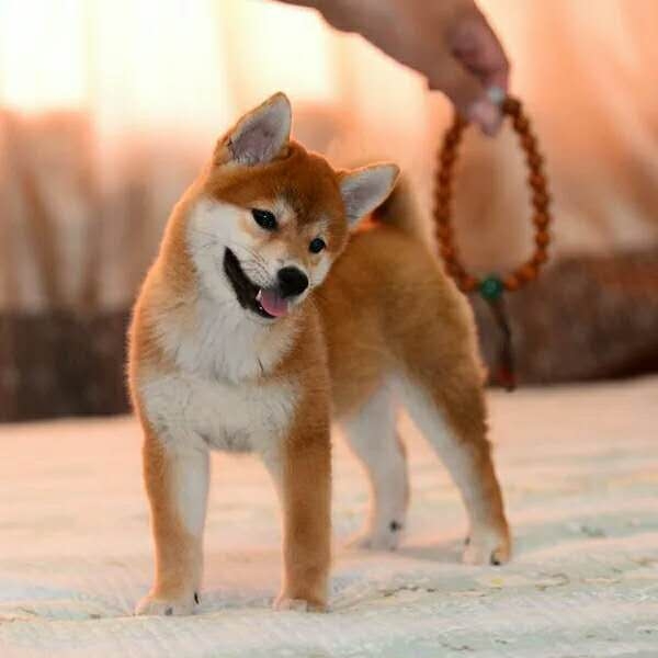 纯种柴犬幼犬家养短毛日本小体豆柴黑柴赤色微笑日系秋田犬宠物狗