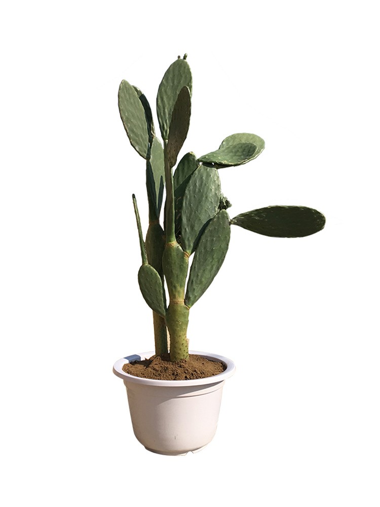 墨西哥米邦塔仙人掌可吃食用大型室内绿植药用外敷嫁接蟹爪多肉植物