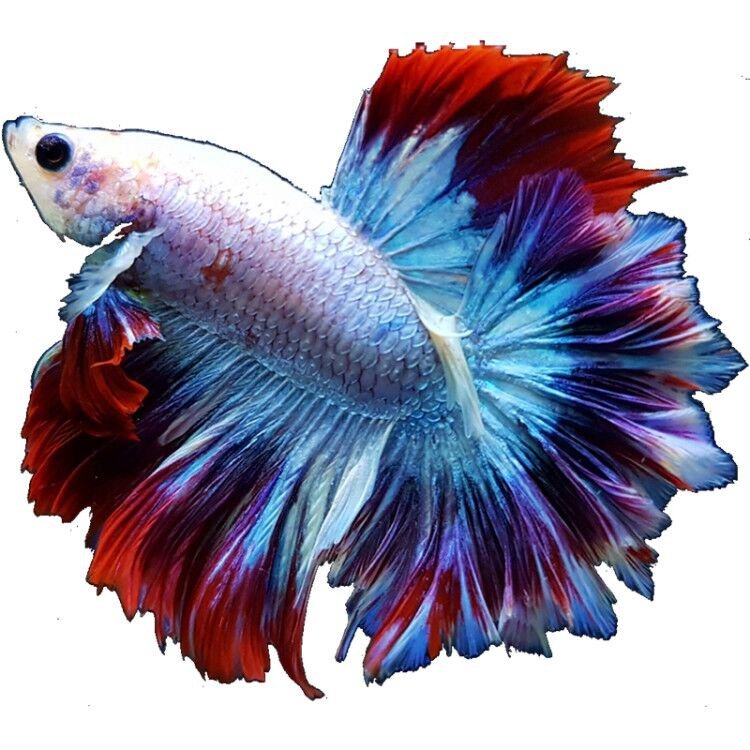 活鱼泰国观赏鱼黑金稀有带鱼家养蓝瘦养活易养活鱼