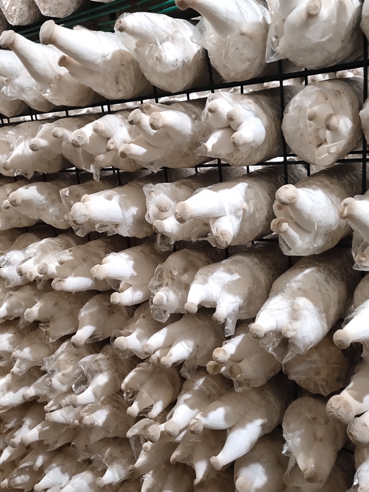 杏鲍菇菌包家庭阳台蘑菇种植包棒多植物幼儿儿童多肉植物