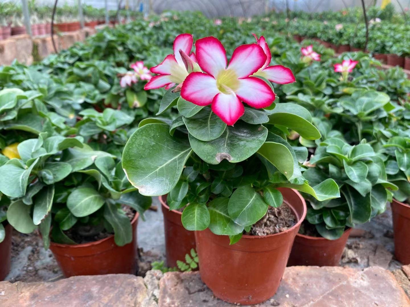 沙漠玫瑰原生迷你金太阳花色四季开花不断养活大型绿植