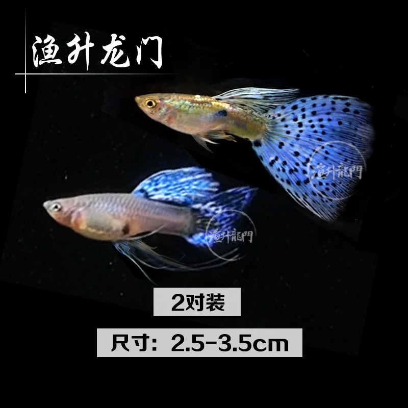 孔雀鱼蓝草尾缎带纯种小型热带淡水观赏凤尾鱼