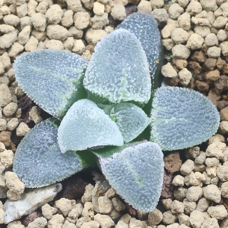 稀有磨面品种冰钻一物一拍多肉植物叶片颗粒多肉植物