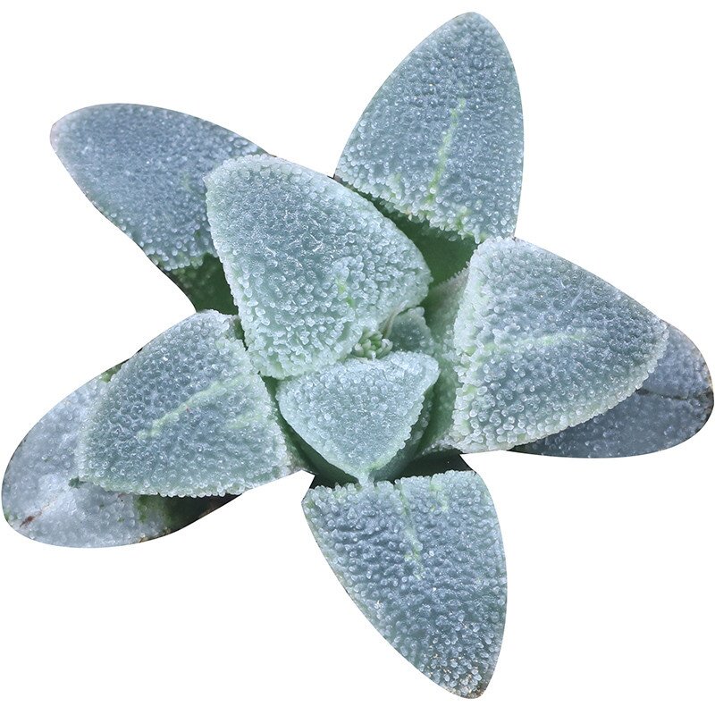 稀有磨面品种冰钻一物一拍多肉植物叶片颗粒多肉植物